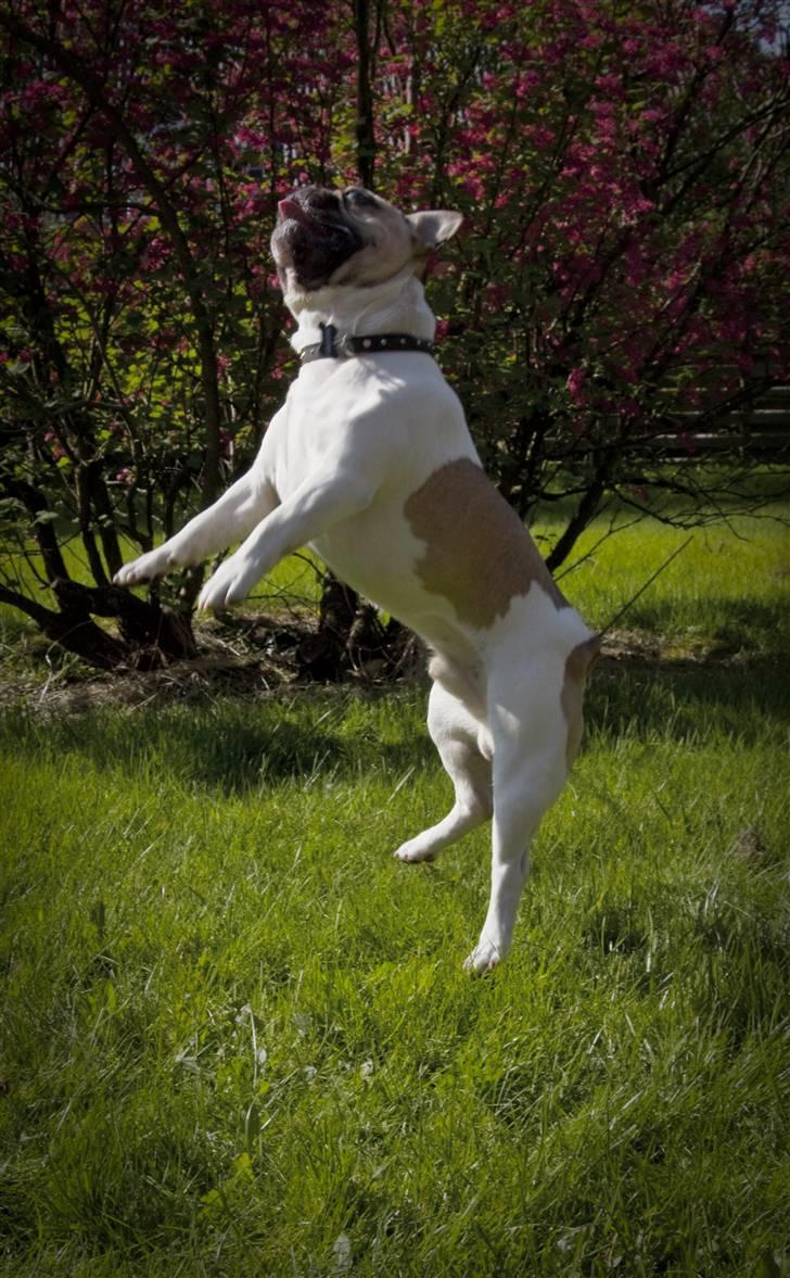 Fransk bulldog Bubzi billede 16