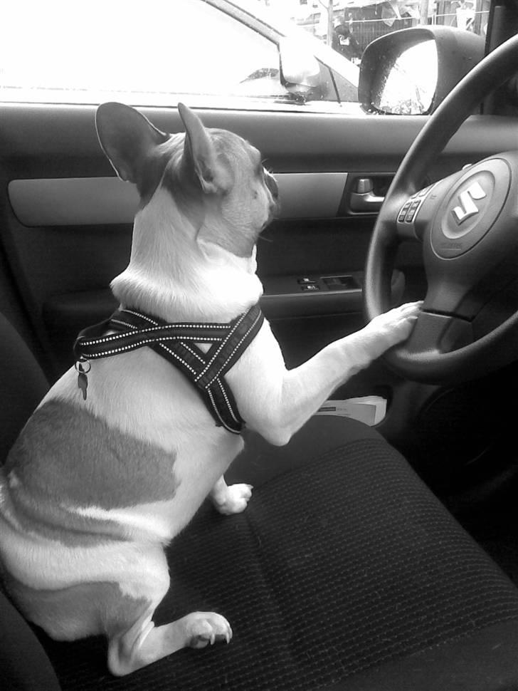 Fransk bulldog Bubzi billede 17