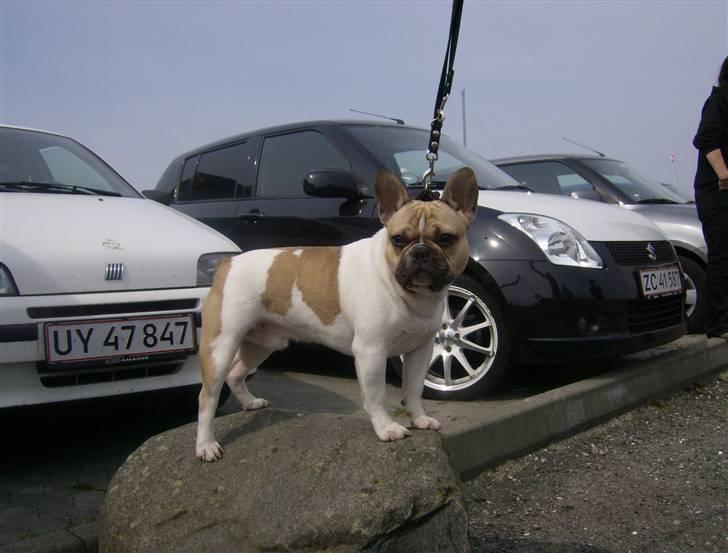 Fransk bulldog Bubzi billede 18