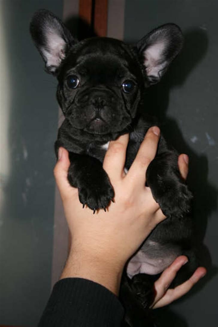 Fransk bulldog Valfers de Aimee (Kahlua) - Kahlua 8 uger  :o) billede 18