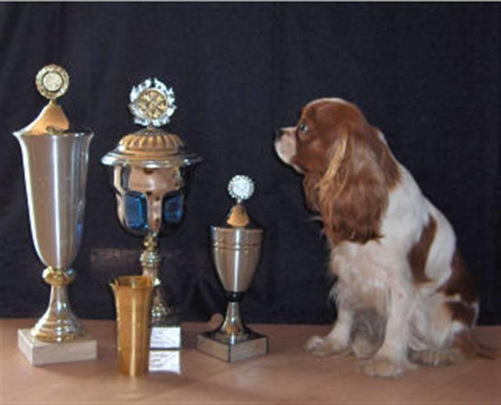 Cavalier king charles spaniel Bella billede 2