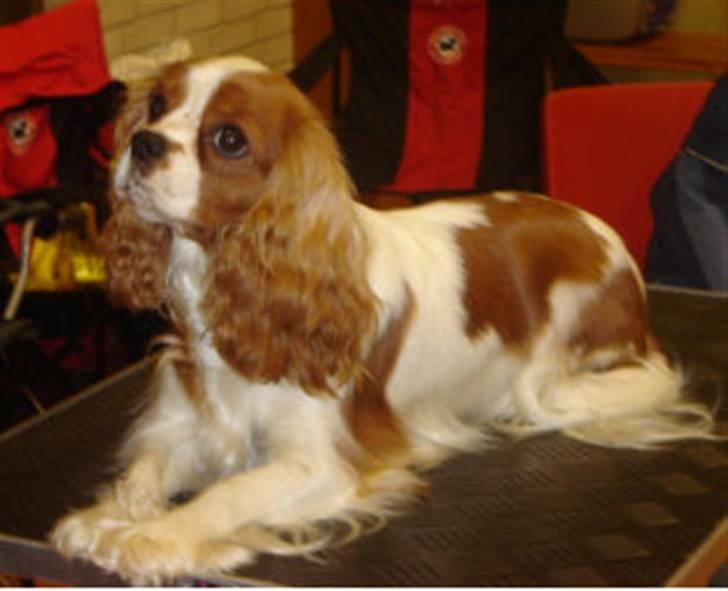 Cavalier king charles spaniel Bella billede 3