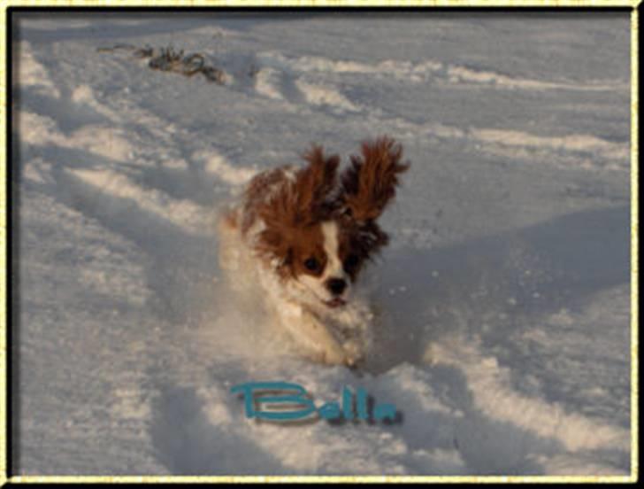 Cavalier king charles spaniel Bella billede 4