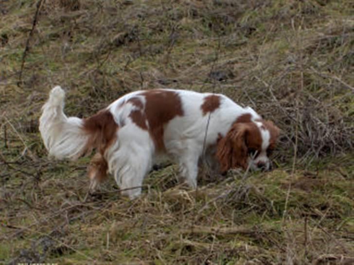Cavalier king charles spaniel Bella billede 5