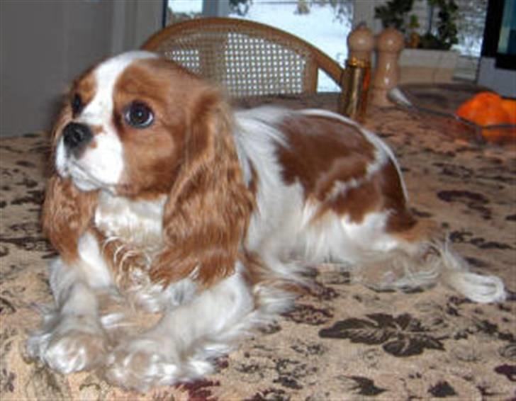 Cavalier king charles spaniel Bella billede 6