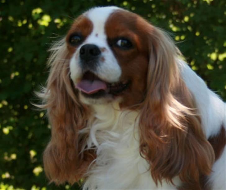 Cavalier king charles spaniel Bella billede 7