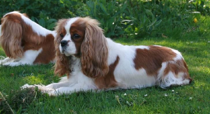 Cavalier king charles spaniel Bella billede 8