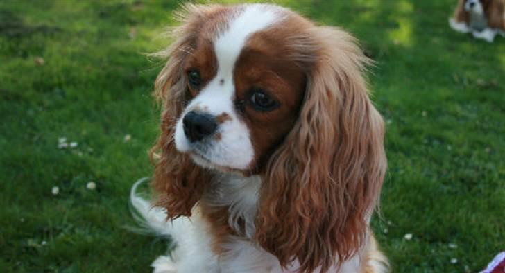 Cavalier king charles spaniel Bella billede 9