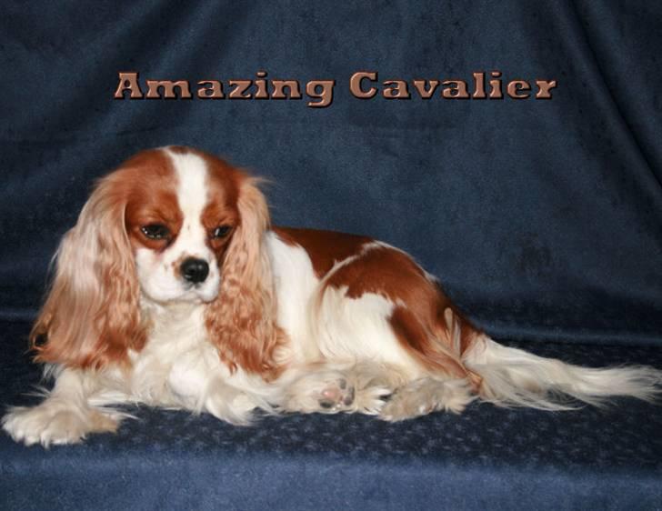 Cavalier king charles spaniel Bella billede 10