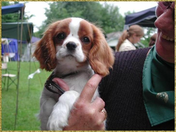 Cavalier king charles spaniel Bella billede 11