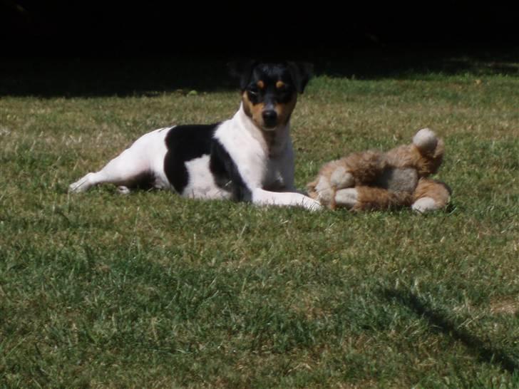 Dansk svensk gaardhund moustgaard dee dee billede 8
