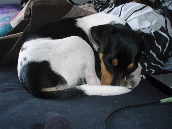 Dansk svensk gaardhund moustgaard dee dee billede 9