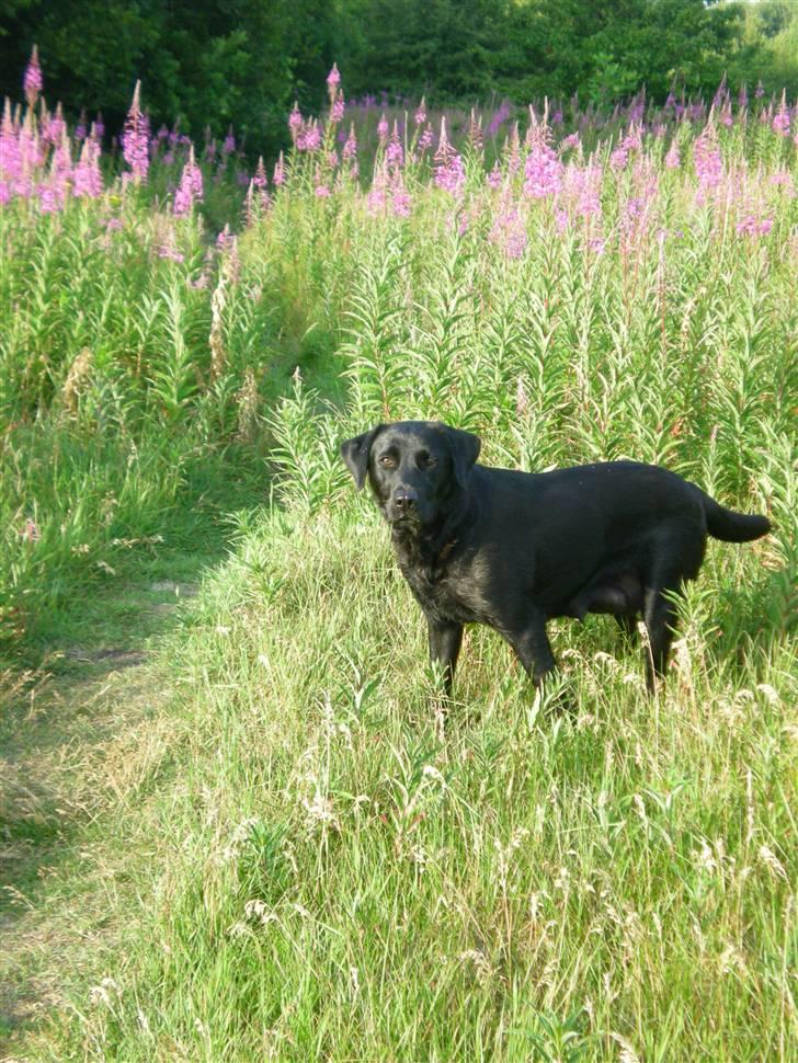 Labrador retriever Bella - skal jeg komme nu? billede 7