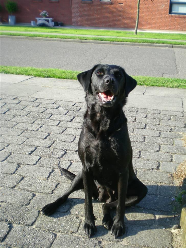 Labrador retriever Bella billede 8