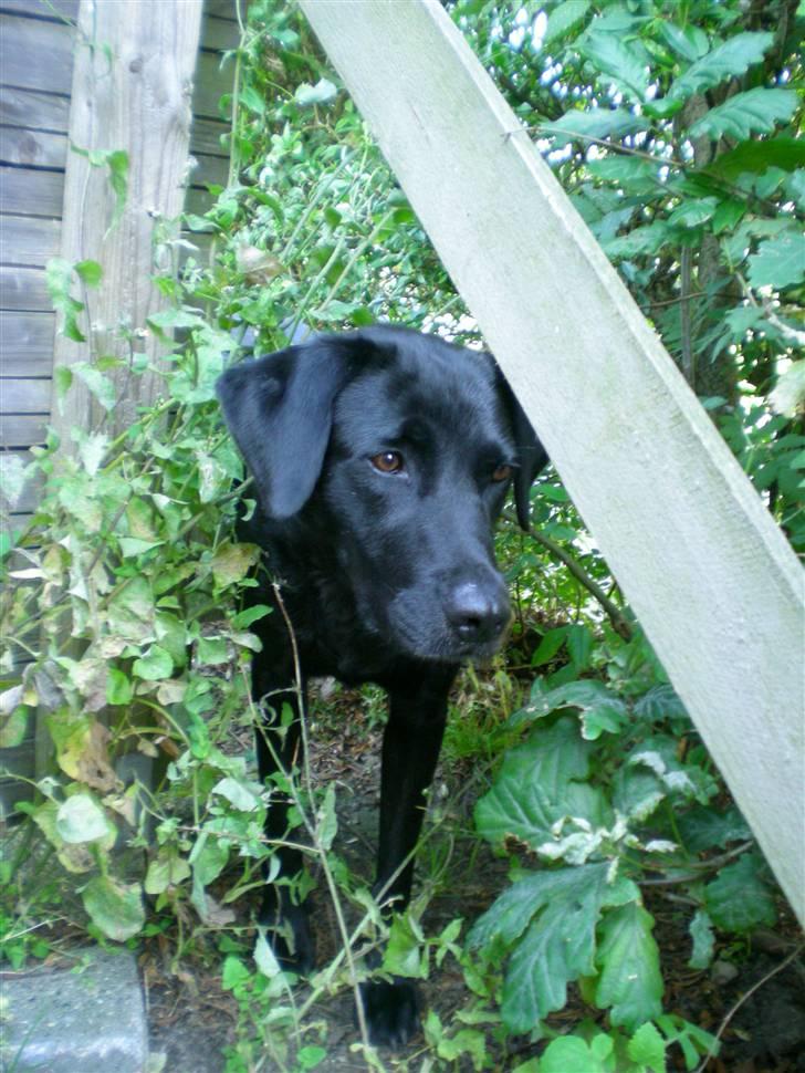 Labrador retriever Bella - hendes hemmelige indgang til haven;D billede 9