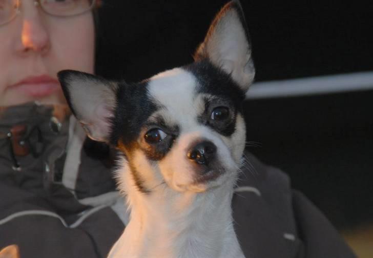 Chihuahua Chihuahua flower´s Trille - Smukke Frida... billede 1