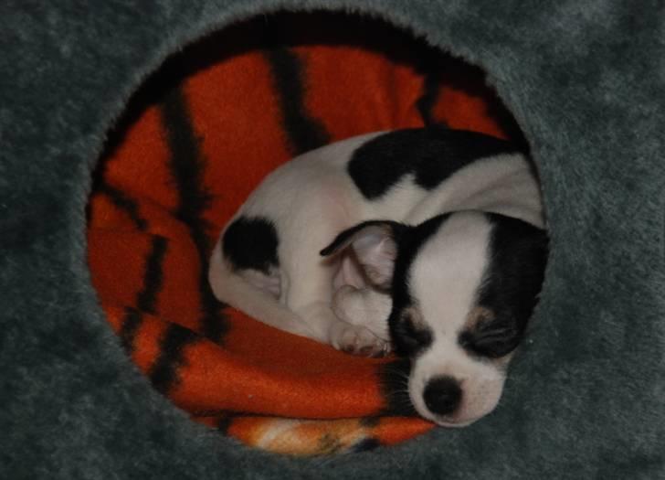 Chihuahua Chihuahua flower´s Trille billede 2