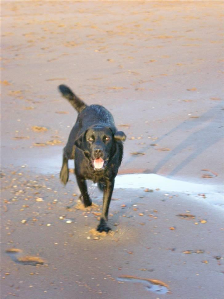 Labrador retriever Bella - en tur på stranden;D billede 10