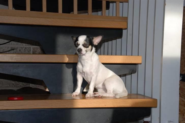 Chihuahua Chihuahua flower´s Trille billede 3