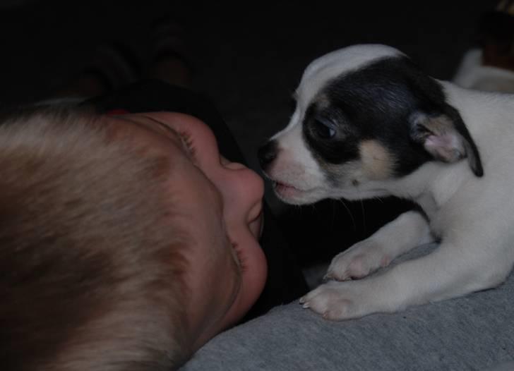 Chihuahua Chihuahua flower´s Trille - Frida elsker Viktor. billede 4