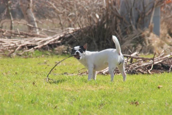 Chihuahua Chihuahua flower´s Trille billede 5