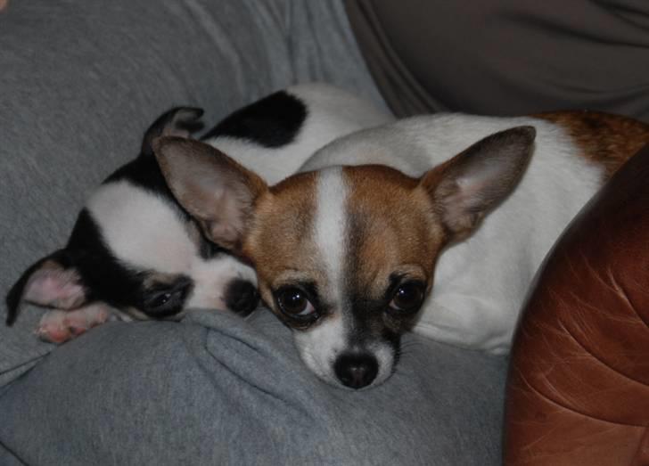 Chihuahua Chihuahua flower´s Trille - Vi elsker at sove i mors skød... billede 6