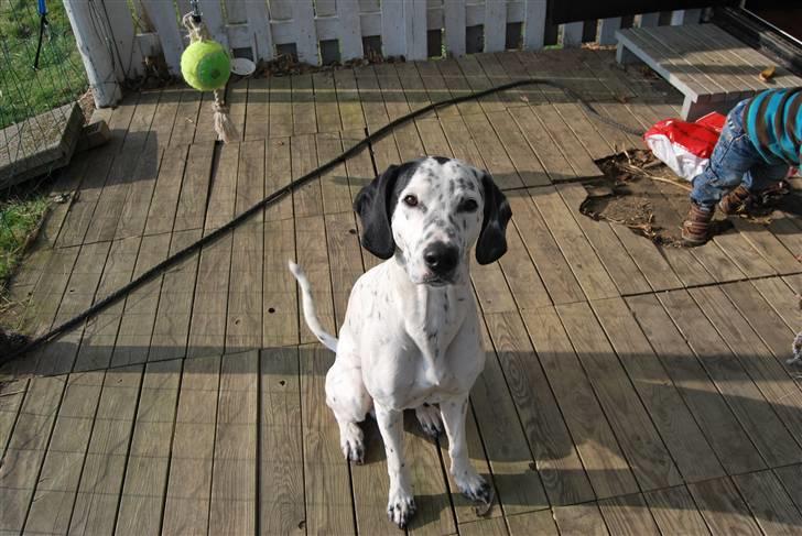 Blanding af racer Tumle *nyt hjem somewhere billede 1