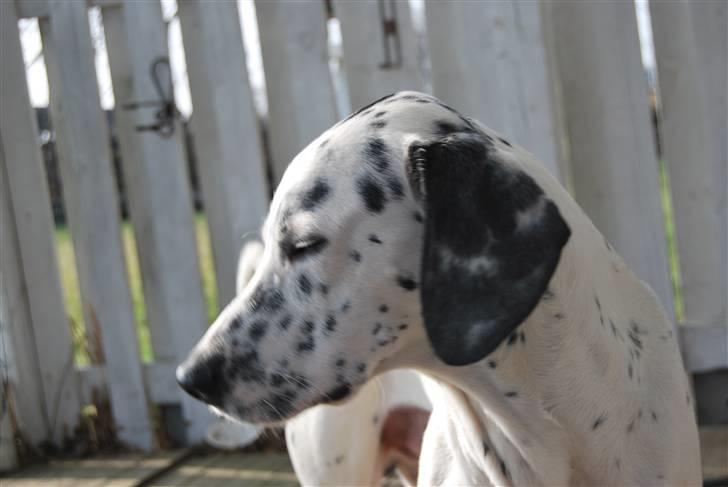 Blanding af racer Tumle *nyt hjem somewhere billede 2