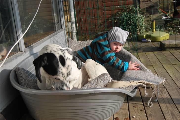 Blanding af racer Tumle *nyt hjem somewhere billede 3