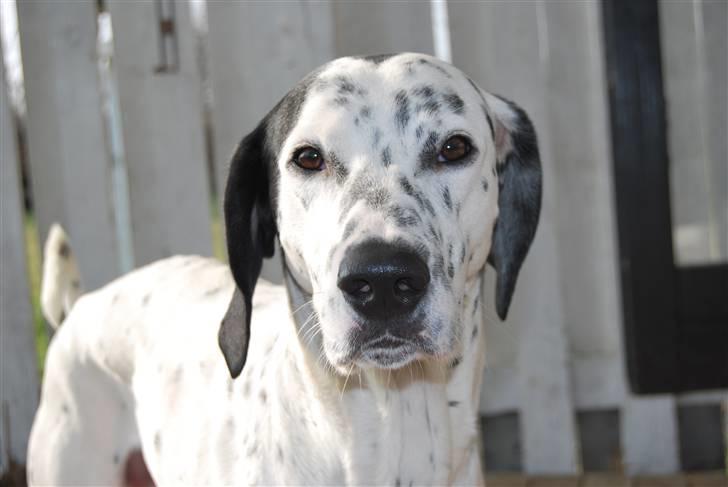 Blanding af racer Tumle *nyt hjem somewhere billede 4