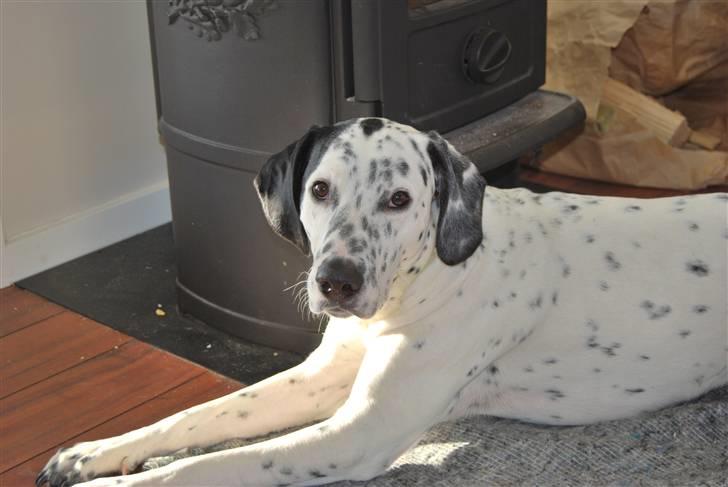 Blanding af racer Tumle *nyt hjem somewhere billede 5