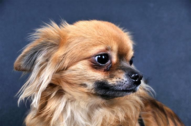 Chihuahua Ricko aka kongemand billede 16