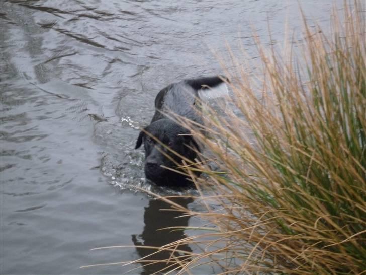 Labrador retriever Bella - her kommer jeg:D billede 11