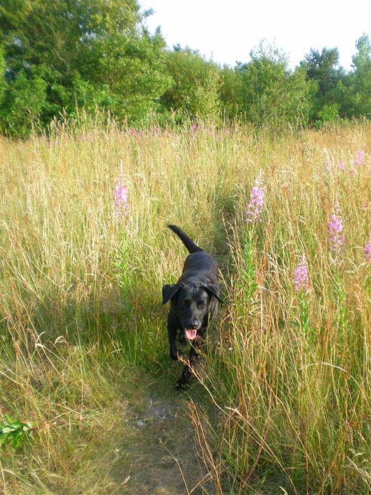 Labrador retriever Bella billede 12