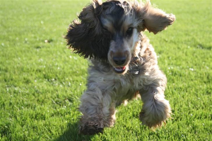 Cocker spaniel Pepsi billede 1