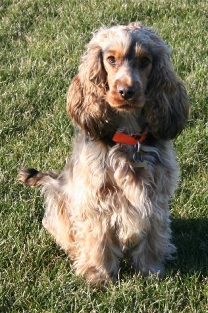 Cocker spaniel Pepsi billede 4