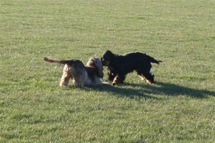 Cocker spaniel Pepsi - Pepsi og hans søn :) billede 5