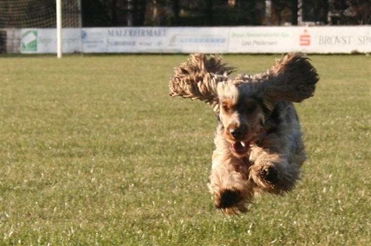 Cocker spaniel Pepsi billede 6