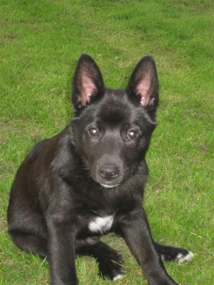 Norsk buhund Olav billede 1