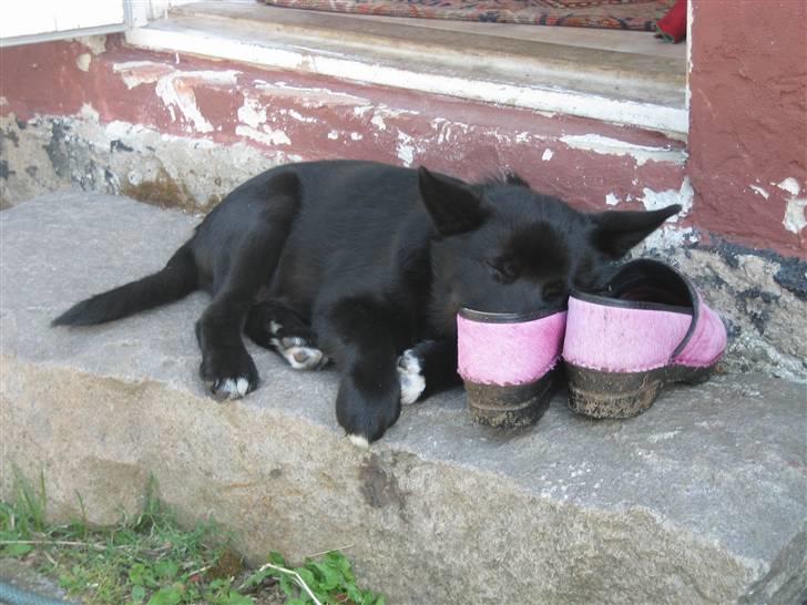 Norsk buhund Olav billede 2