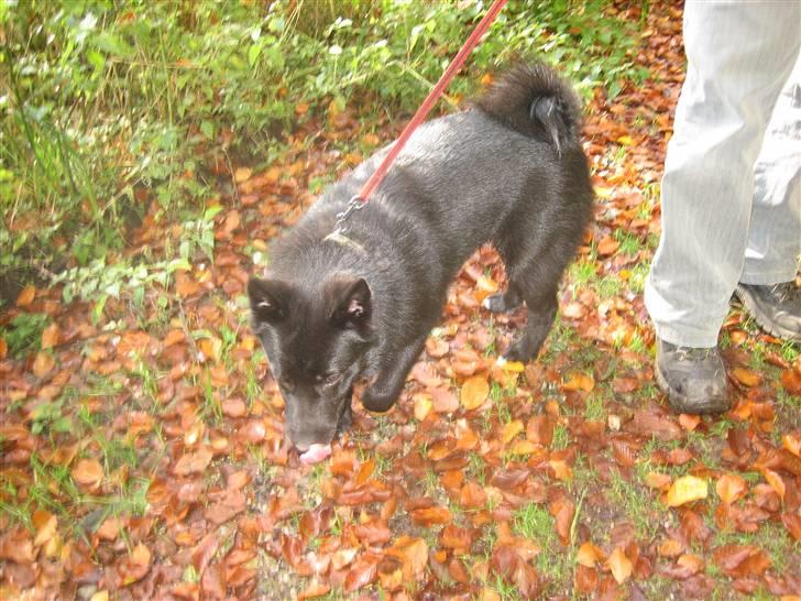 Norsk buhund Olav billede 3