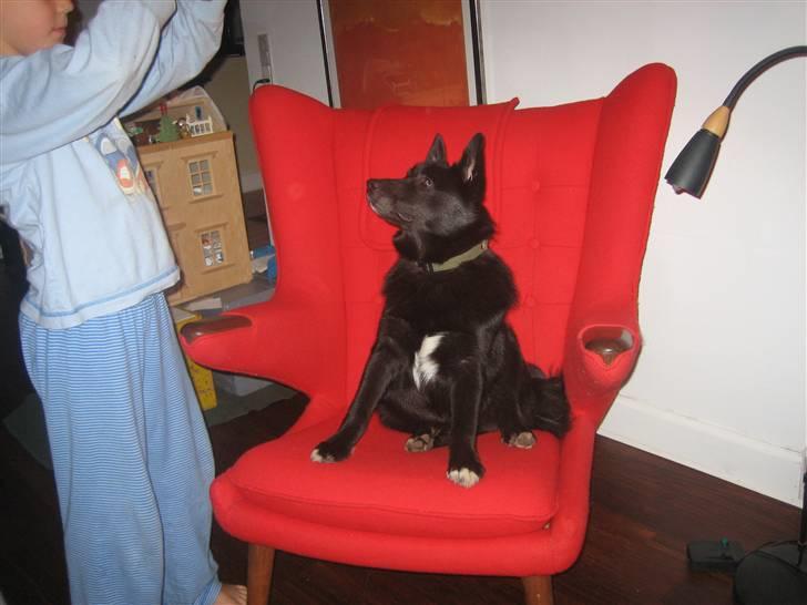 Norsk buhund Olav billede 4