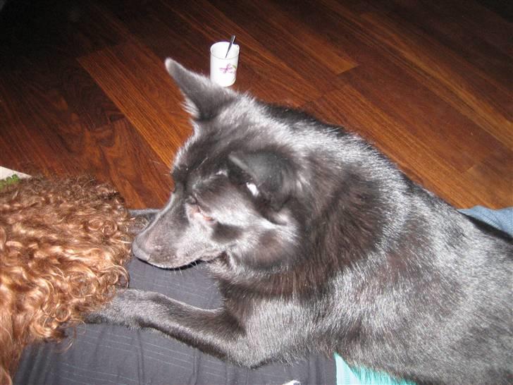 Norsk buhund Olav billede 5