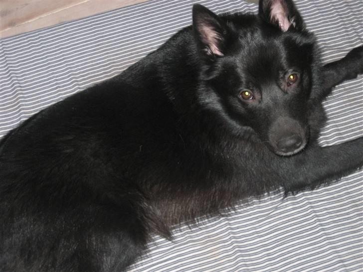 Norsk buhund Olav billede 6