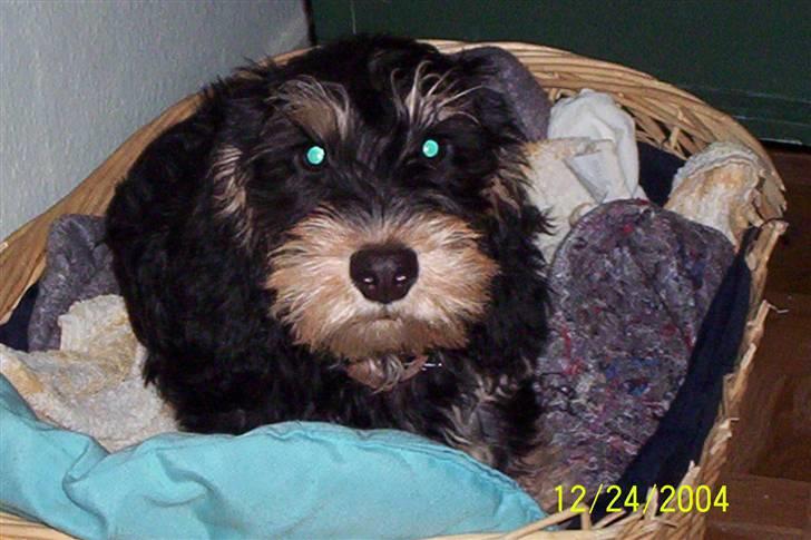 Gravhund Cæsar - Cæsar Som Lille<3 billede 6