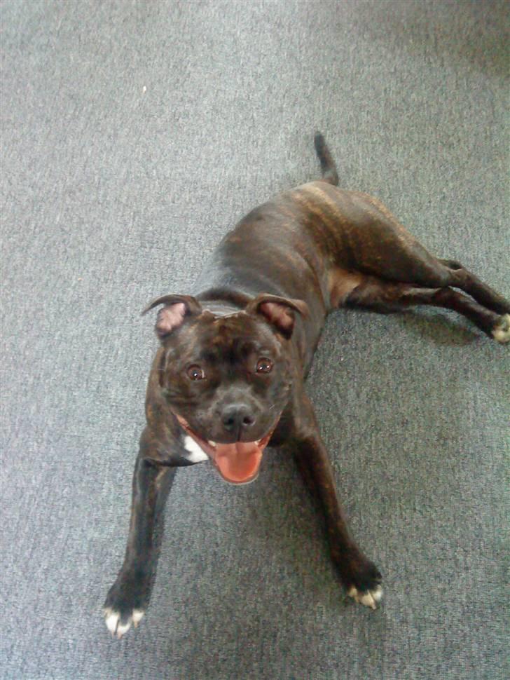 Staffordshire bull terrier Freja - En meget glad og tilfreds freja, efter leg :D billede 1