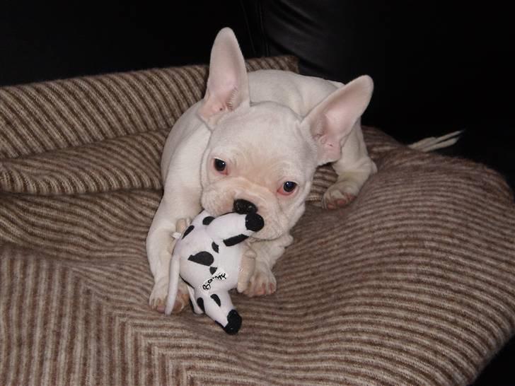 Fransk bulldog Abbey - Min ynglings ko <3 billede 1