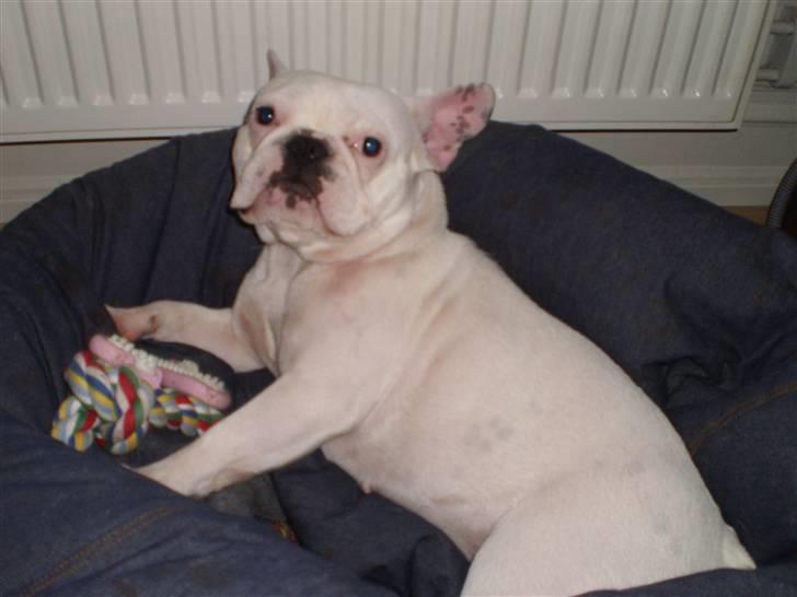 Fransk bulldog Abbey billede 2