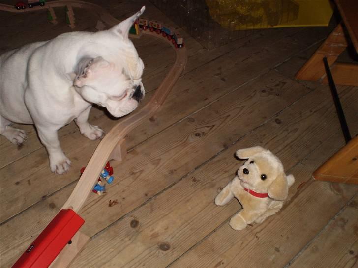 Fransk bulldog Abbey - "Hmm.. Fronter den hund? Den gør og hopper og går lige imod mig- jeg tar dig ud vovse!" billede 3