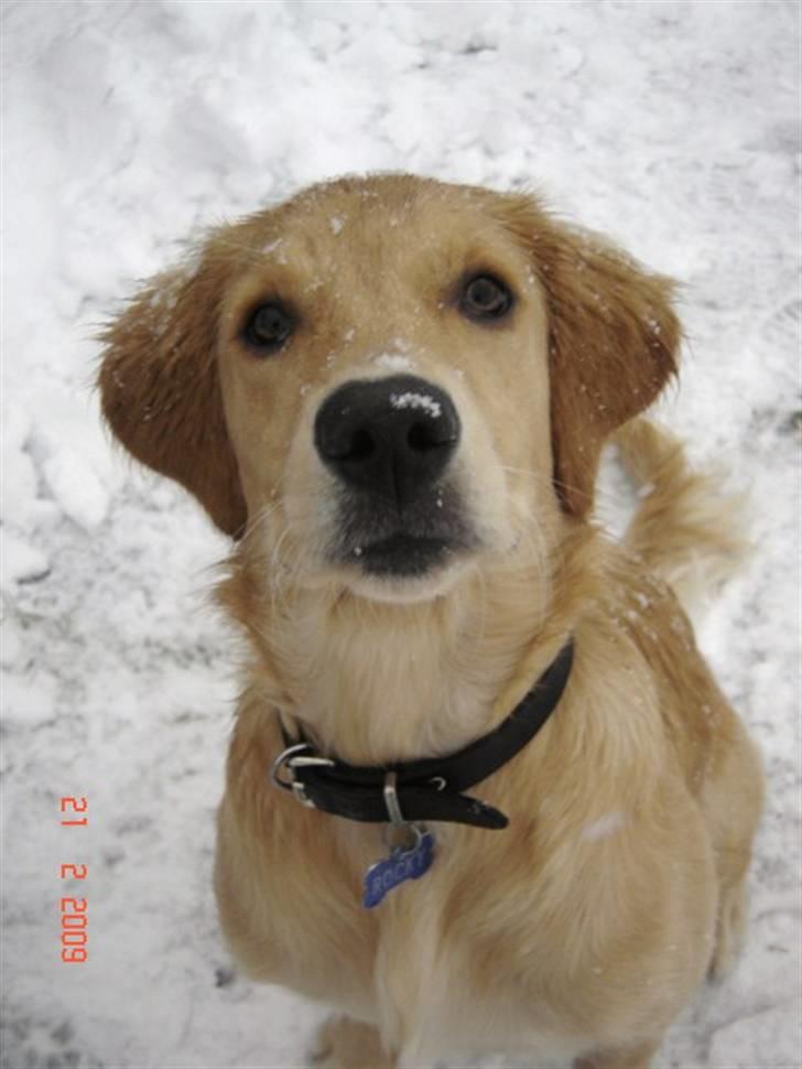Golden retriever  Rocky - første gang at Rocky ser såååå meget sne ;) billede 14
